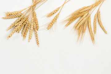 Spikelets of wheat and rye. Healthy carbohydrates