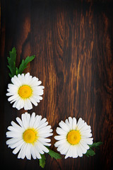 Obraz premium White daisies on brown wooden background.Copy space