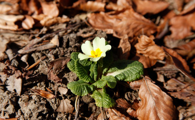 Primula vulgaris flower in nature