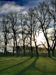 Fototapeta na wymiar Tall trees. Avenham and Miller Park in Preston, Lancashire 