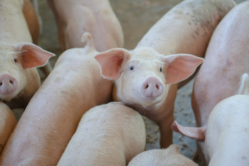 Group of pig that looks healthy in local ASEAN pig farm at livestock. The concept of standardized and clean farming without local diseases or conditions that affect pig growth or fecundity