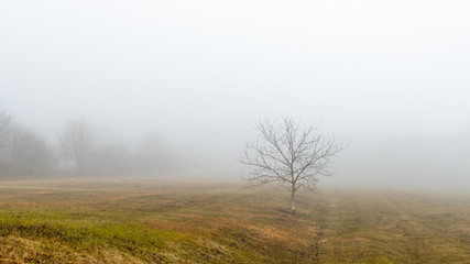 Obraz na płótnie Canvas Meadow and tree in the mist in winter