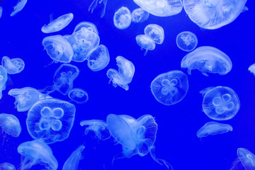 The beautiful jellyfish under the purple neon light in the aquarium.