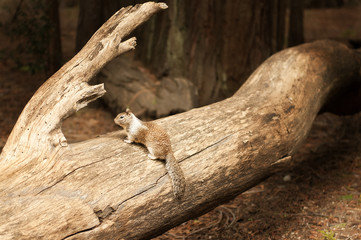 Horizontal portrait view of grey squirrel sitting on lag and looking away in Yosemite national Park, California, United States of America, USA. Furry mammal in wildlife