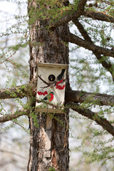 Starling near his birdhouse in the spring Park