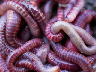 Earthworms in black soil of greenhouse. Macro Brandling, panfish, trout, tiger, red wiggler,...