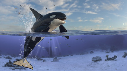 Killer whale  orca is jumping out of water while half of it is in underwater 3d rendering © bekirevren