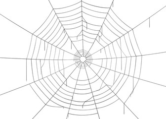 Spider web/cobweb. Isolated on white background, vector illustration, eps 10. 