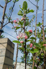 These beautiful apple blossoms are born in the spring to make way for a wonderful and tasty fruit that is the apple.