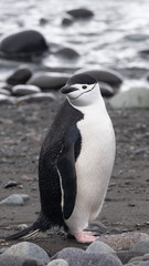 Closeup of a Chinstrap penguin on a beach in the  South Shetland Islands, Antarctica