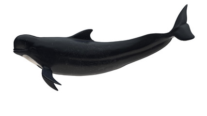 Pilot whale side view tail up isolated on white background ready cutout 3d rendering