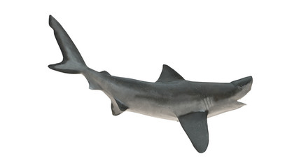 Bull shark isolated on white background cutout ready side view tail up 3d rendering