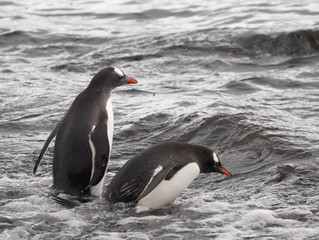 Playful Gentoo penguins on a beach in the South Shetland Islands, Antarctica