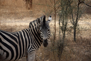 Fototapeta na wymiar Zebra in Bandia reserve (Senegal)