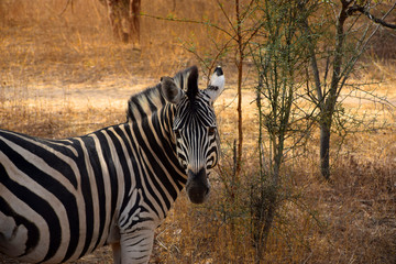 Bandia reserve (Senegal) - zebra