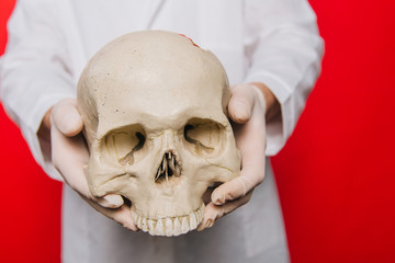 Hands of a doctor in gloves closeup hold a skull on a red background. Anthropologist. Pathologist medical worker. The concept of mortality from disease.