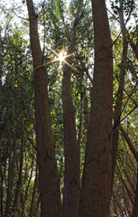 Sun between the branches and leaves of trees