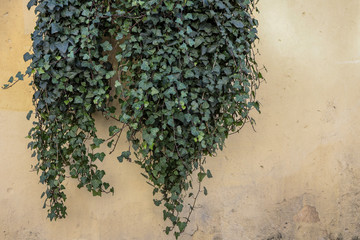 Yellow wall with green ivy on it. Portugal street.
