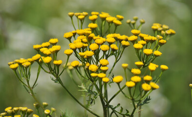Tansy ordinary blooms in the wild