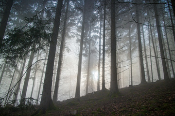 Forest at morning light