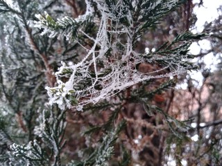 Frozen spiderweb on a Juniper Bush 