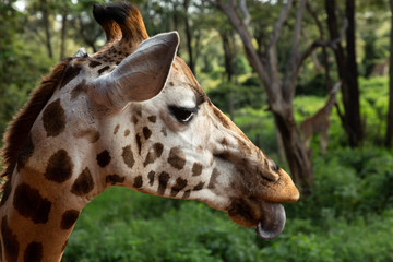 head of a giraffe