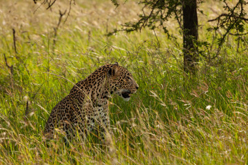 leopard in the tall grass of the Maasai Mara