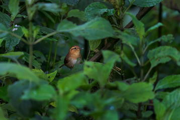 Mountain Wren - Troglodytes solstitialis, small shy brown perching bird from  South America forests, eastern Andean slopes, Guango lodge, Ecuador.