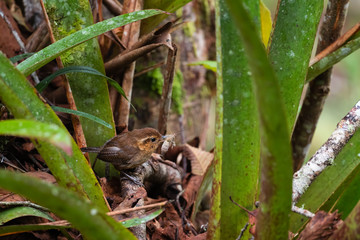 Mountain Wren - Troglodytes solstitialis, small shy brown perching bird from  South America forests, eastern Andean slopes, Guango lodge, Ecuador.