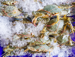 Fresh crab (Portunus armatus) in the plastic tray with crushed ice.
