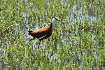 Jacana africana walking on water bird