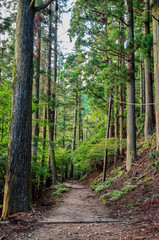 Obraz premium 京都 愛宕山参道