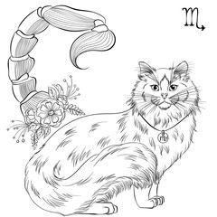 Zodiac. Vector illustration of the astrological sign of Scorpio as a fluffy cat breed Ragdoll. Line art template suitable for coloring book page. Print isolated on white background