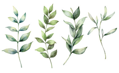 Set of watercolor spring branches. Hand painted eucalyptus thick branches and leaves isolated on a white background. Flower illustration for design, print, fabric, or background. Botanical set.