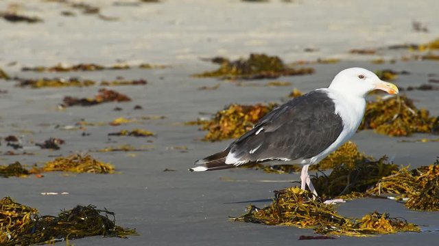 Great black-backed gull walking and looking for something among green herbs on a beach