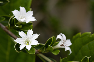Fototapeta premium White flower