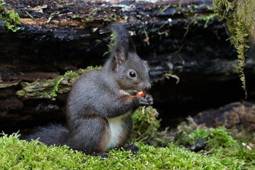 Eichhörnchen im Wald