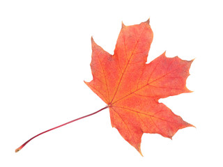 maple leave isolated on white background