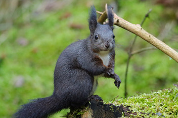 Eichhörnchen im Wald