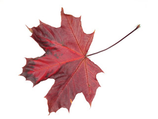 maple leave isolated on white background