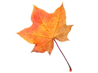 maple leave isolated on white background