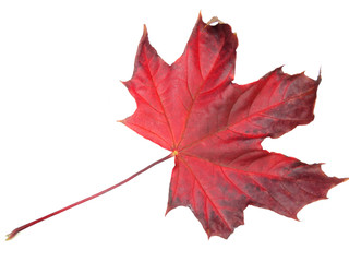maple leave isolated on white background