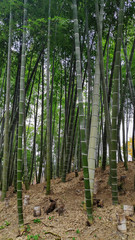 Arashiyama Bamboo Forest famous place in Kyoto