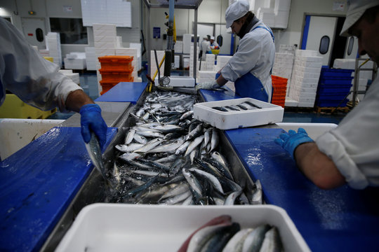 French workers fillet mackerels in a fish processing plant in the port of  Boulogne-sur-Mer