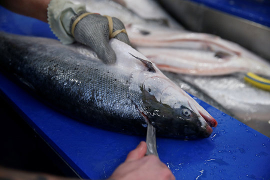 A worker fillets salmon in a fish processing plant in the port of  Boulogne-sur-Mer