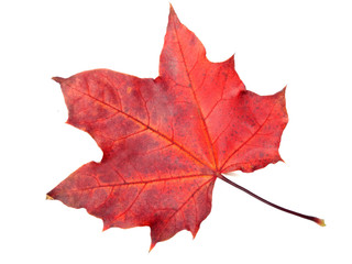 maple leave isolated on white background