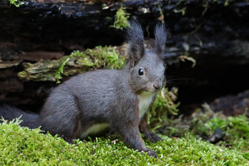 Eichhörnchen im Wald