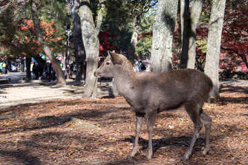 Deer in the autumn morning at Nara public park in Nara