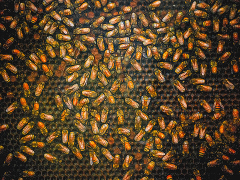 Bees in Behive Graphic Illustration