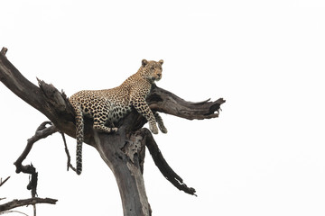 leopard lounging in a tree